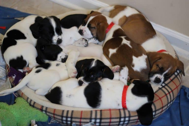 A group of puppies laying in a dog bed.