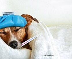A dog is laying in bed with a blue bandana on his head.