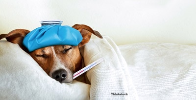 A dog is laying in bed with a blue bandana on his head.