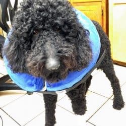 A black poodle wearing a blue collar.