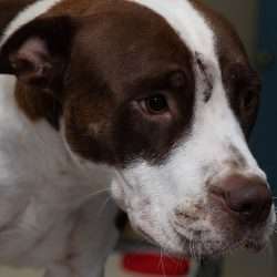 A brown and white dog with a scar on his face.