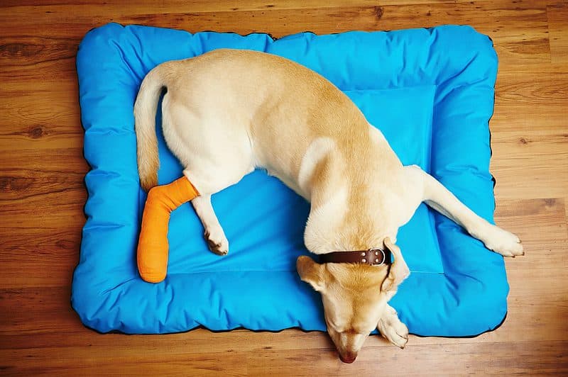 dog laying on a bed with a bandage