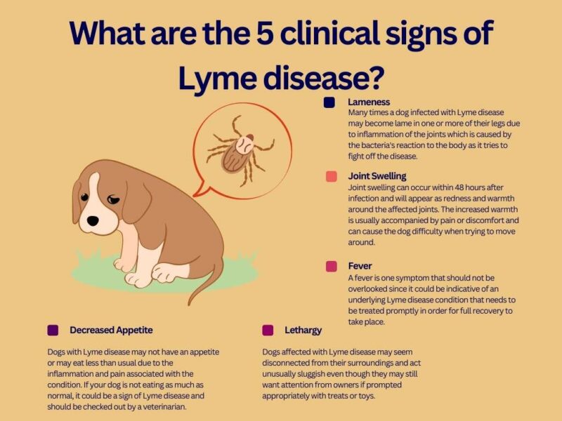 Facts about Lyme Disease in dogs
