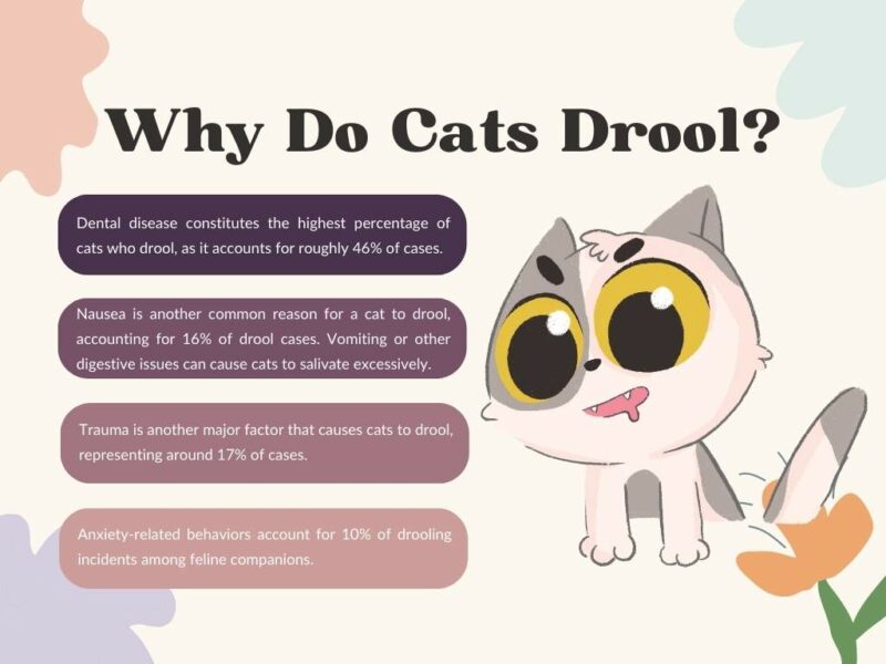 why do cats drool?