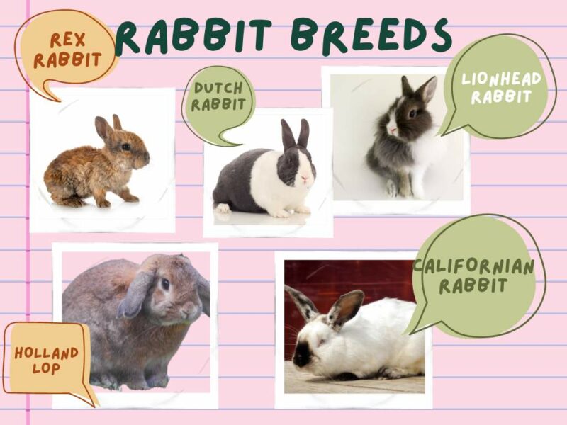 Different Kinds of Pet Rabbits