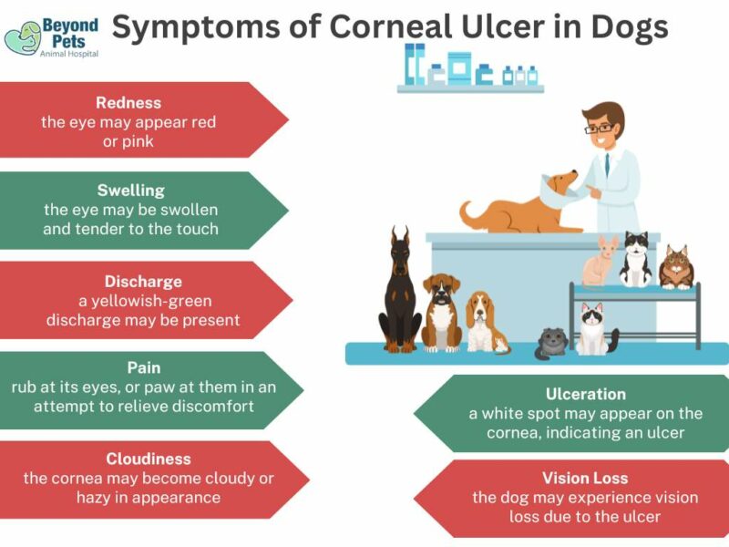 symptoms of corneal ulcer in dogs