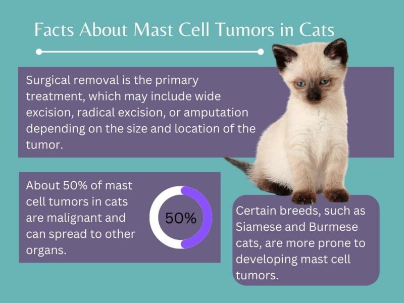 facts about mast cell tumor in cats