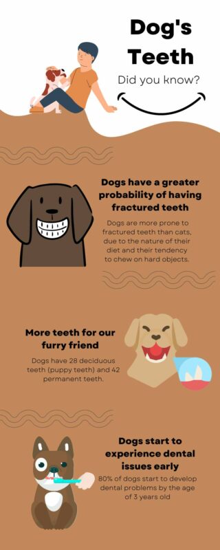 fractured teeth in dogs
