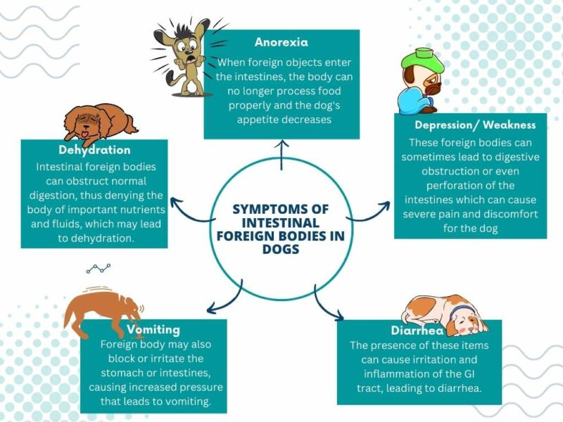 symptoms of intestinal foreign bodies in dogs