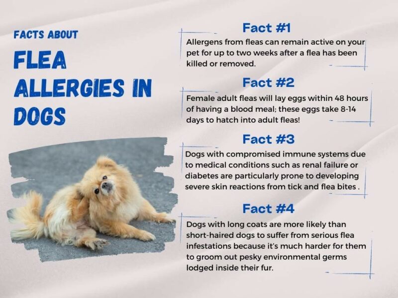 facts about flea allergies in dogs