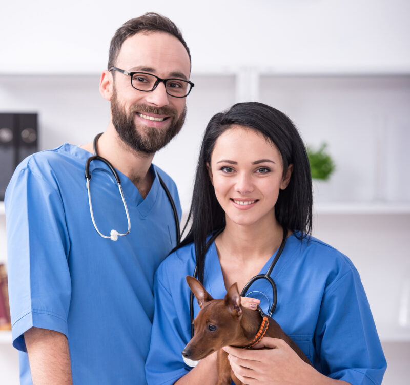 licensed veterinary techinicians