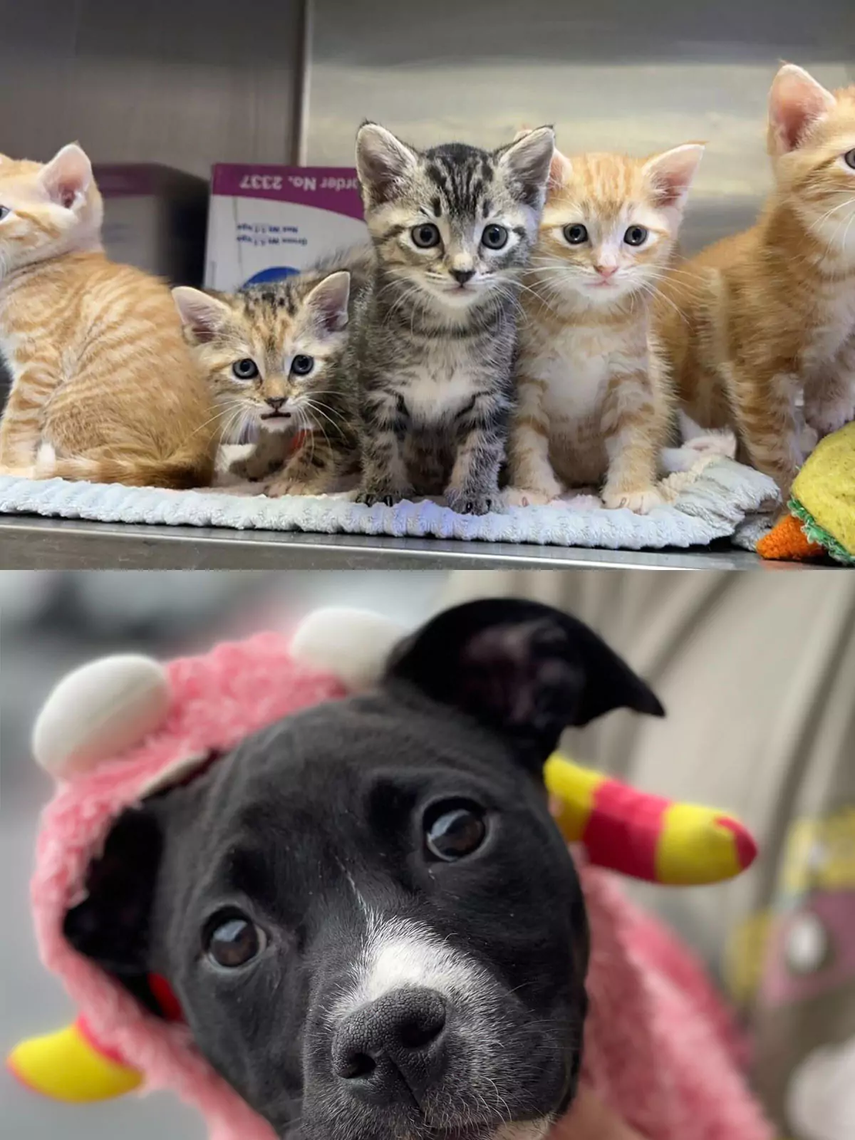 A group of kittens, a dog and a cat.