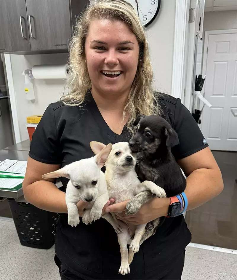 A person in black scrubs smiles while holding three puppies inside Beyond Pets Animal Hospital.