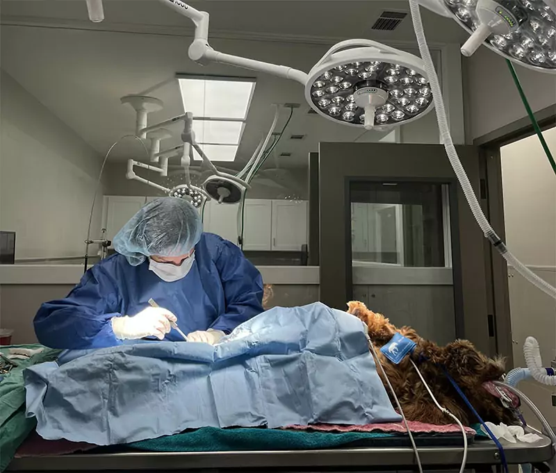 A veterinarian wearing surgical attire operates on a dog under bright surgical lights in the sterile Beyond Pets Animal Hospital.