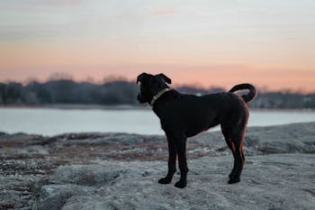 A black dog stands on rocky terrain, looking towards a body of water at sunset.