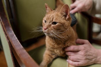 A ginger cat enjoys being brushed on a comfortable upholstered armchair indoors.