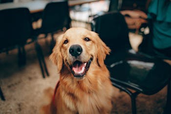 Charming golden retriever dog smiling indoors, showcasing its playful and friendly nature.