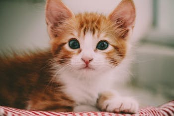 Close-up of a cute ginger and white kitten with striking eyes and fluffy fur.