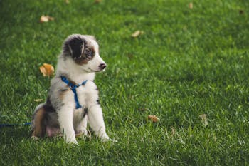 Cute Australian Shepherd puppy with leash sitting on green grass outdoors.